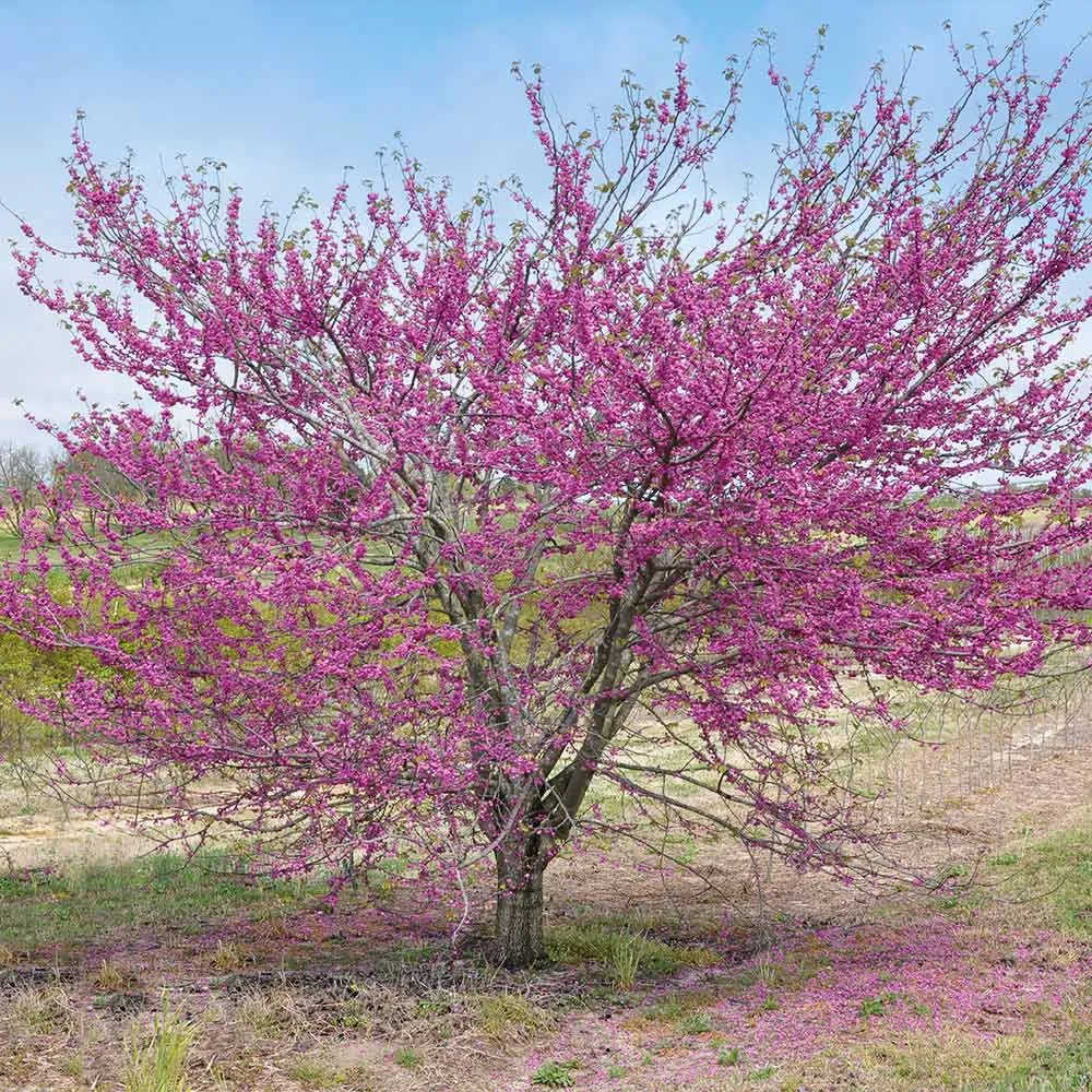 Pink Pom Poms Redbud Tree - Compact Ornamental Flowering Cercis 2