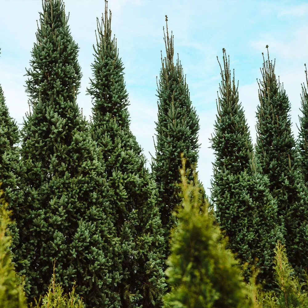 Columnar Norway Spruce (Picea abies 'Columnaris') - Narrow Upright Evergreen Conifer 1