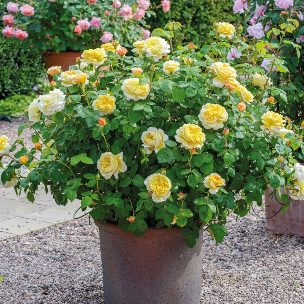 Charles Darwin Rose Shrub - Large Yellow English Rose 2