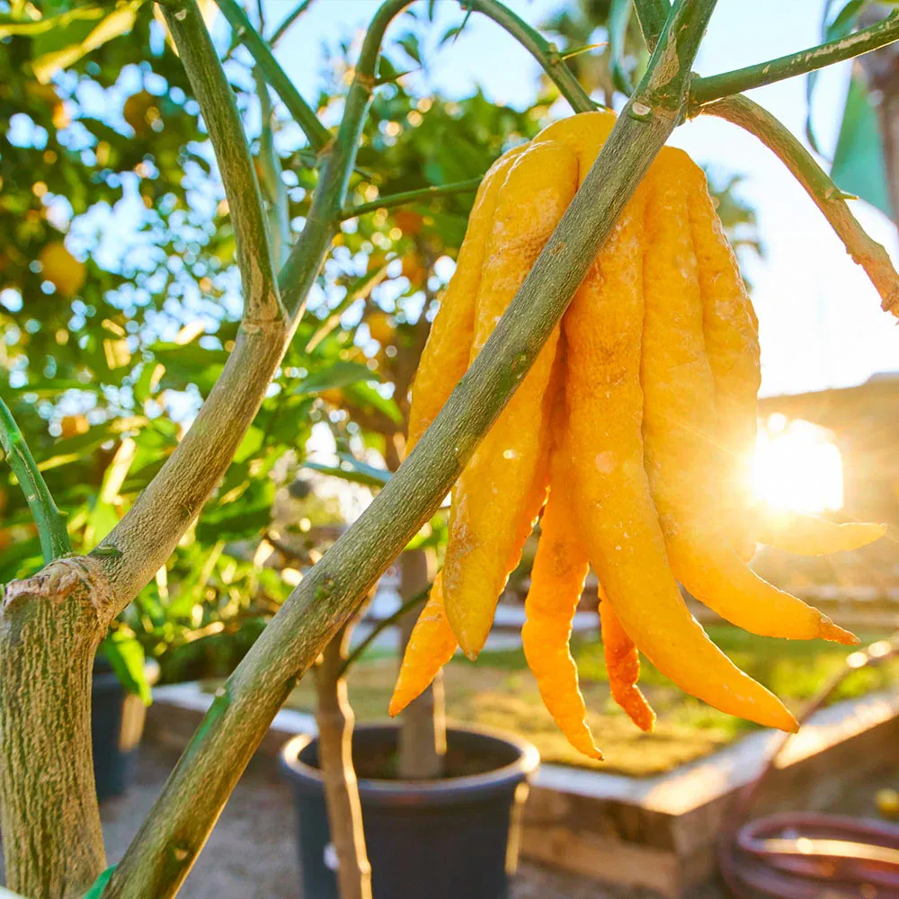 Fresh Finger Citron Fruit - Aromatic Citrus Medica Sarcodactylis for Culinary Zesting 1