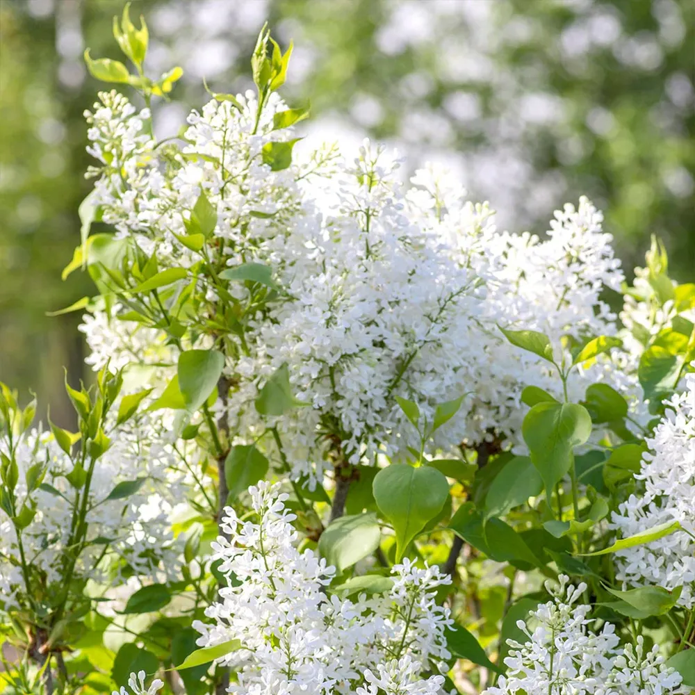White Syringa Shrub - Fragrant Flowering Deciduous Garden Bush 2