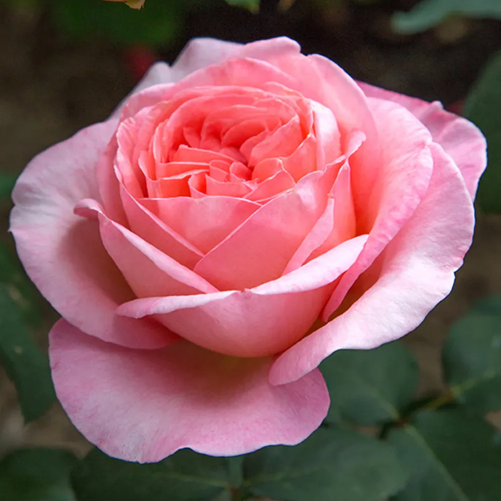 Sweet Mademoiselle Rose Floral Fragrance for Women 2