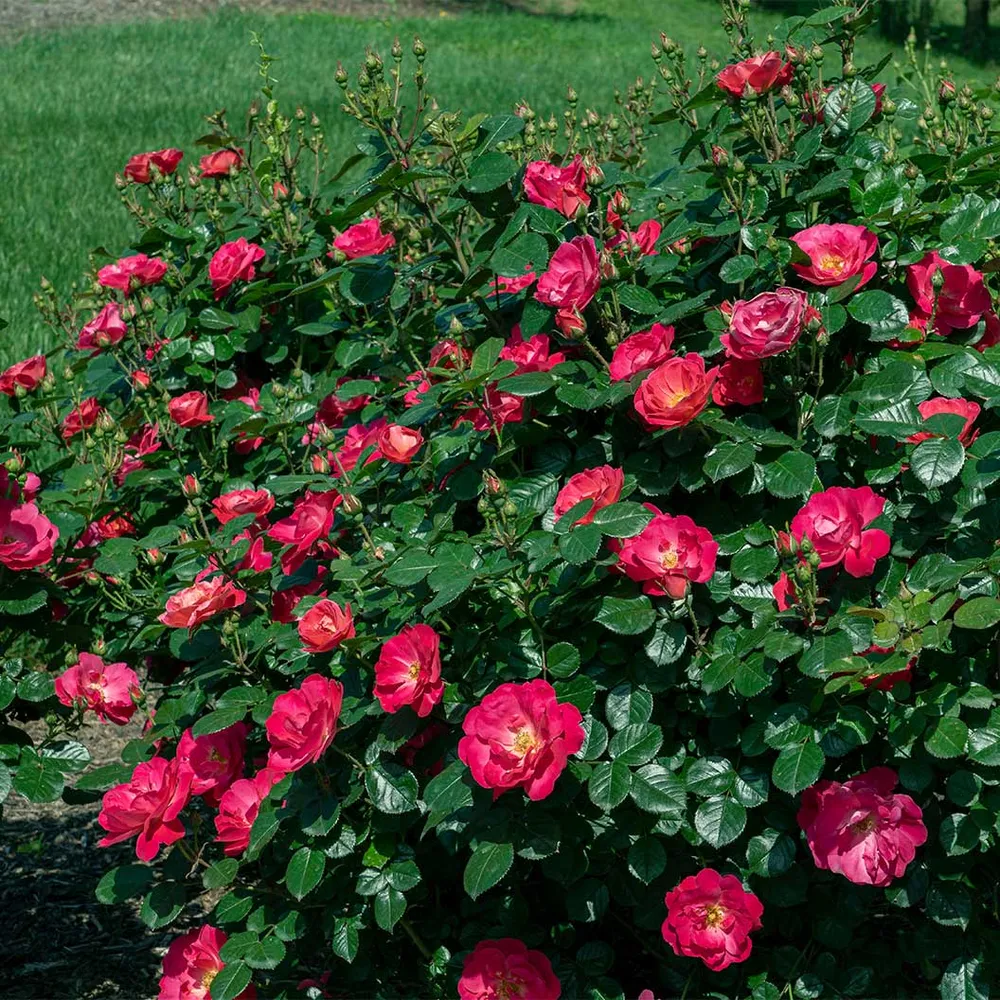 Brick House Pink Rose - Repeat Blooming Garden Shrub 2