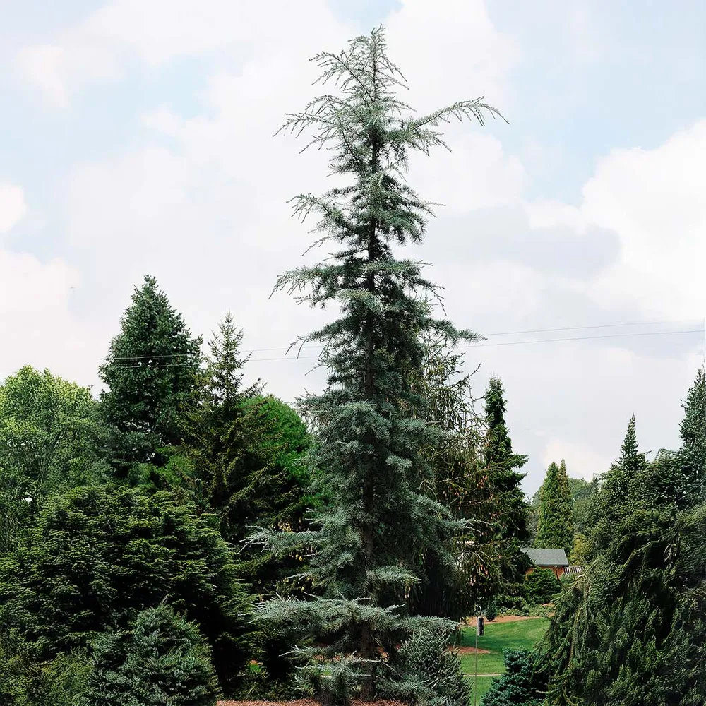 Himalayan Cedar Tree - Realistic Artificial Conifer for Interior Decoration