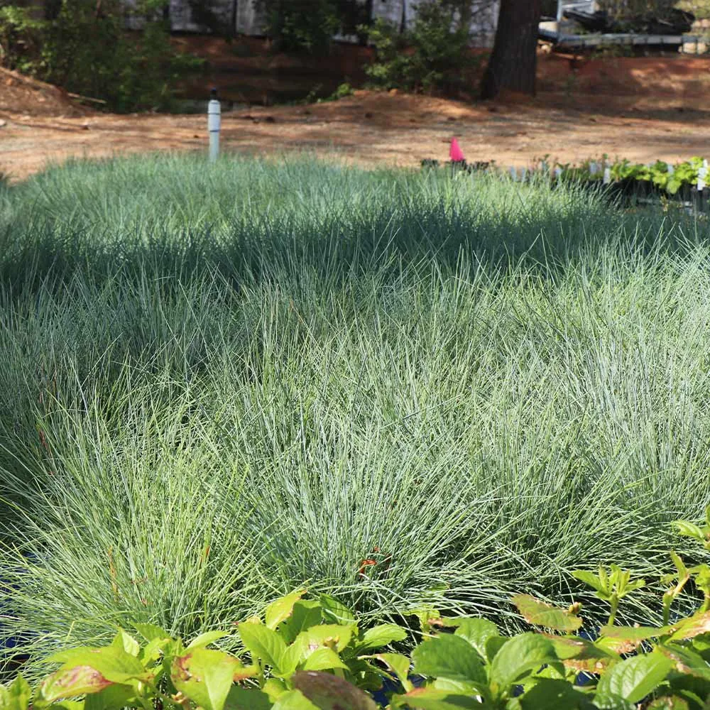 Blue Fescue Grass (Festuca glauca) Ornamental Perennial Clumping Grass 3