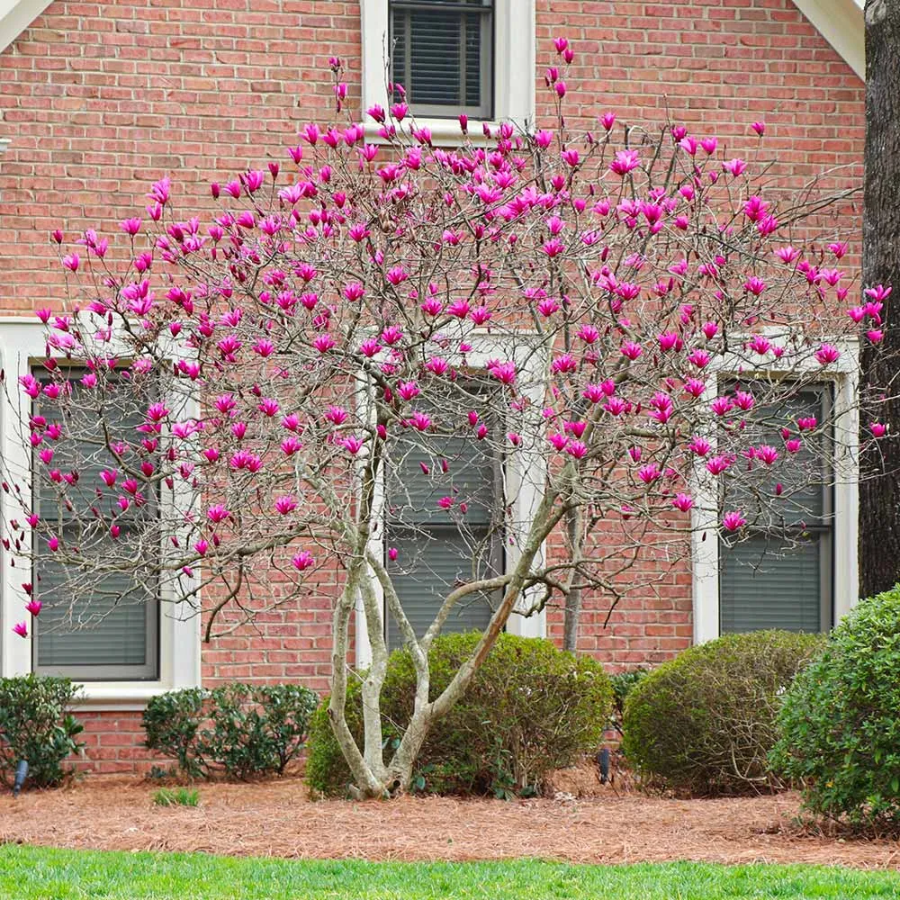 Ann Magnolia Tree - Deciduous Flowering Shrub 3