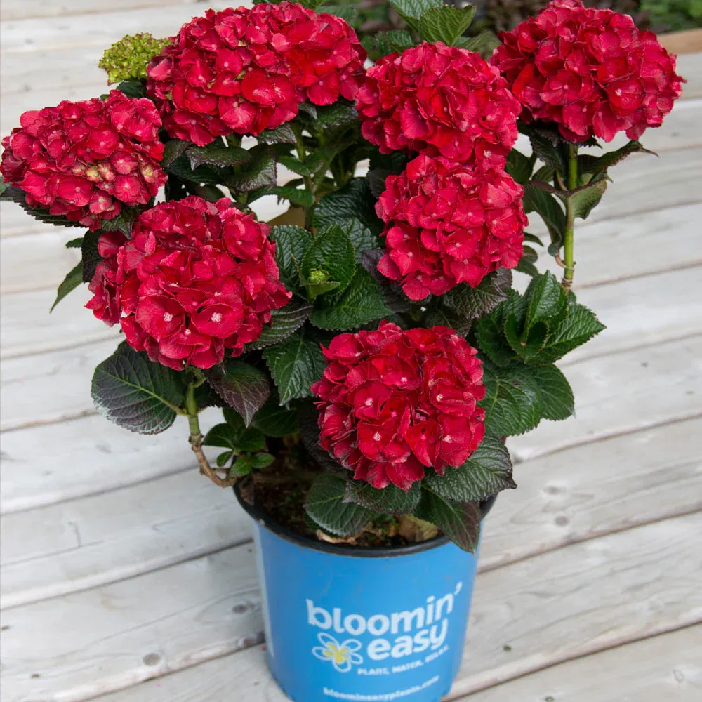Cherry-Go-Round™ Hydrangea Shrub 2