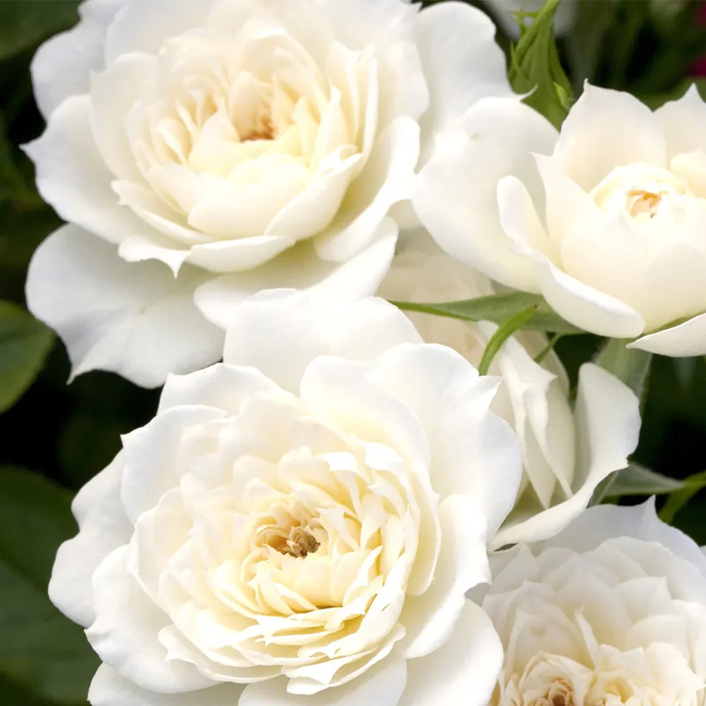 Sunblaze® Bridal Rose Plant in Decorative Pot 1