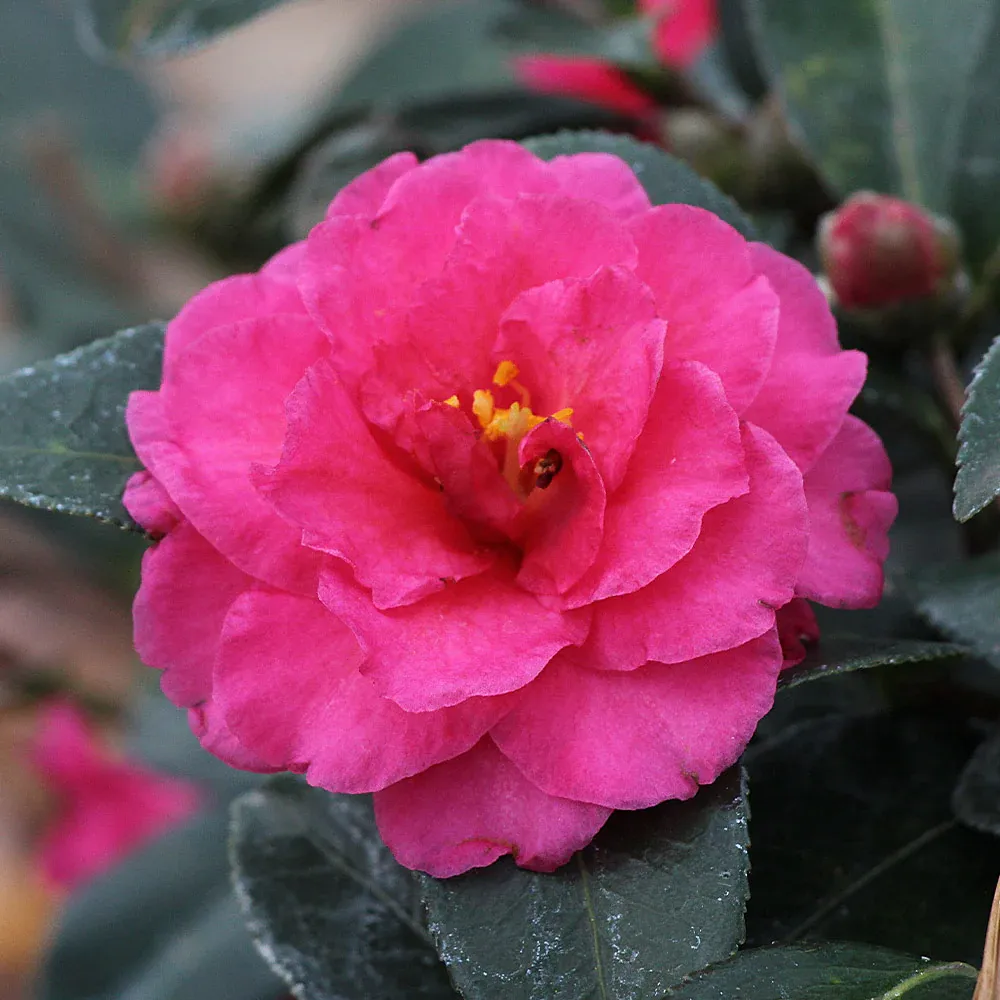 Camellia 'Shi-Shi Gashira' Dwarf Evergreen Flowering Shrub 2