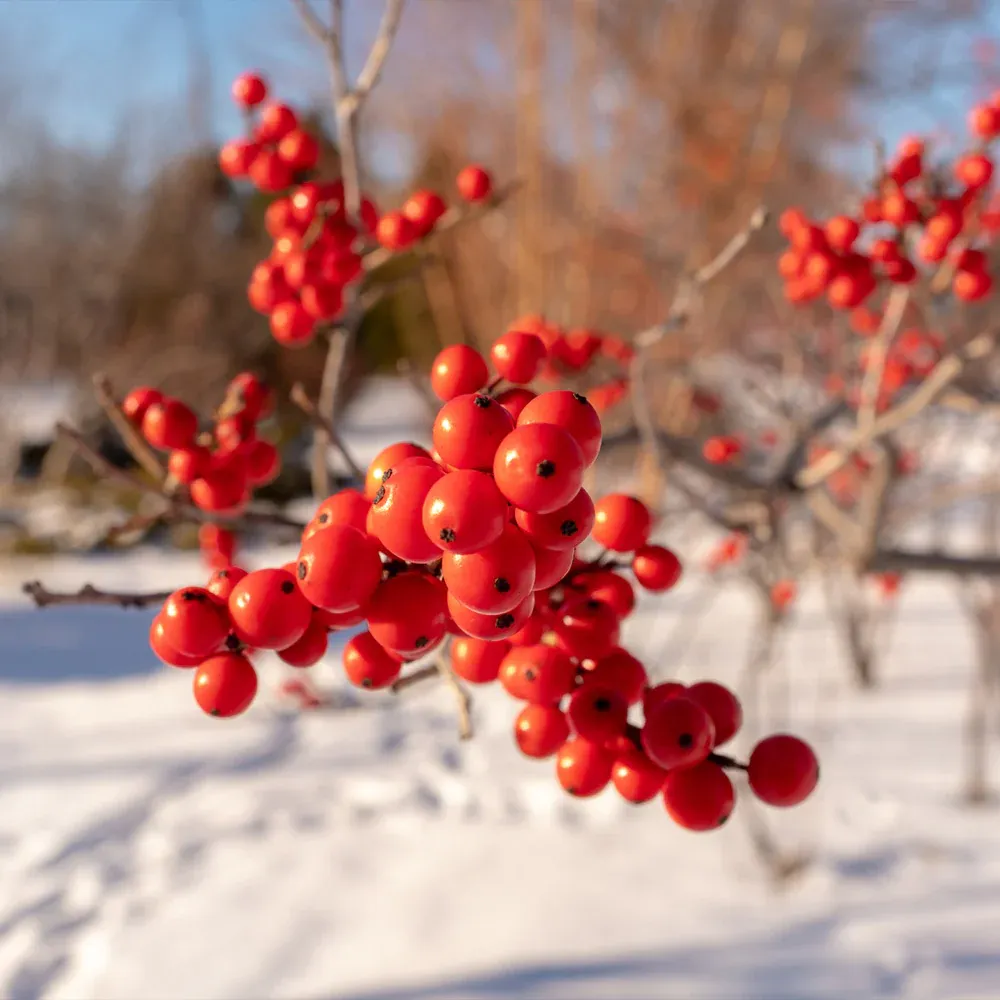 Winter Red Winterberry Holly Shrub - Deciduous Ornamental Plant