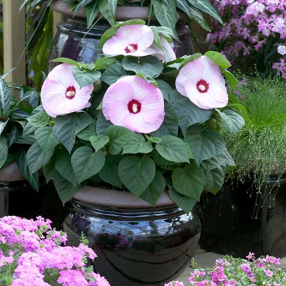 Luna Pink Swirl Hibiscus Hardy Perennial Flowering Shrub 2
