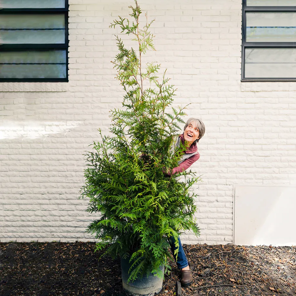 Thuja Green Giant Arborvitae - Fast-Growing Evergreen Privacy Tree 5