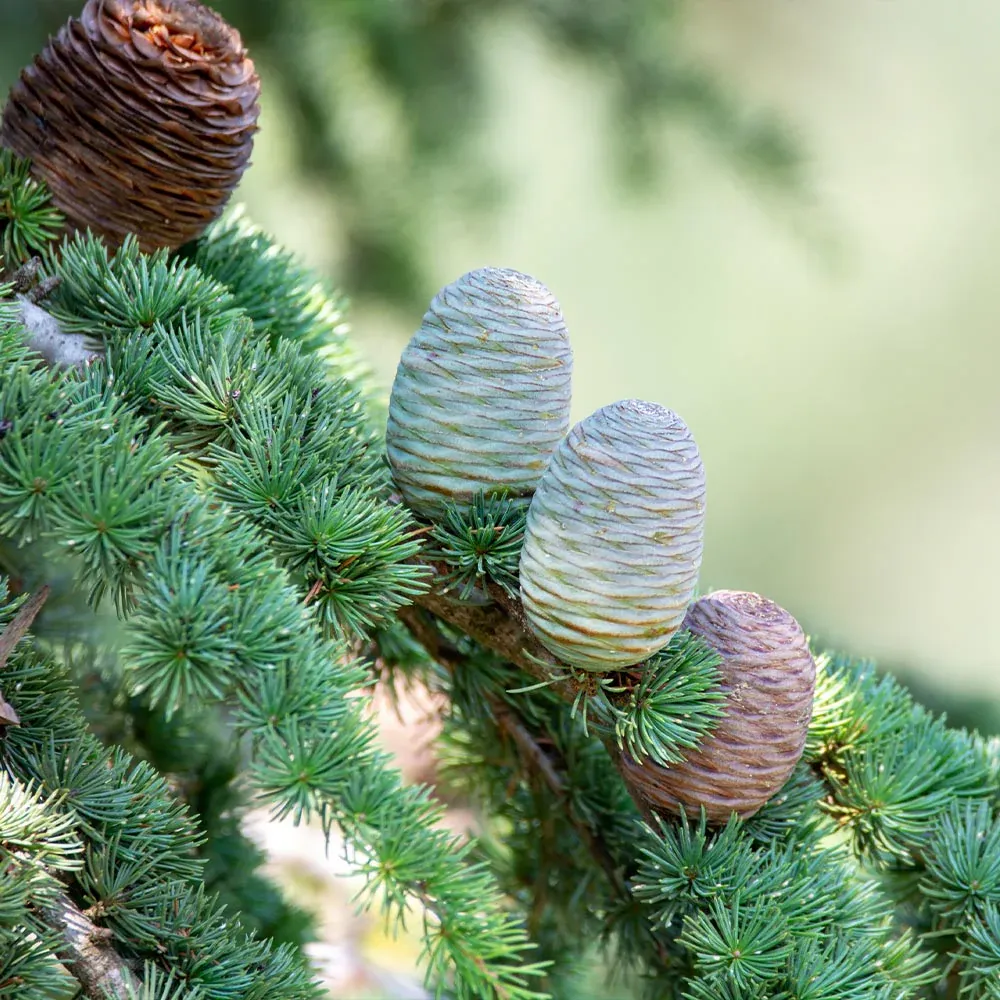 Deodar Cedar Tree (Cedrus deodara) Ornamental Evergreen Conifer 2