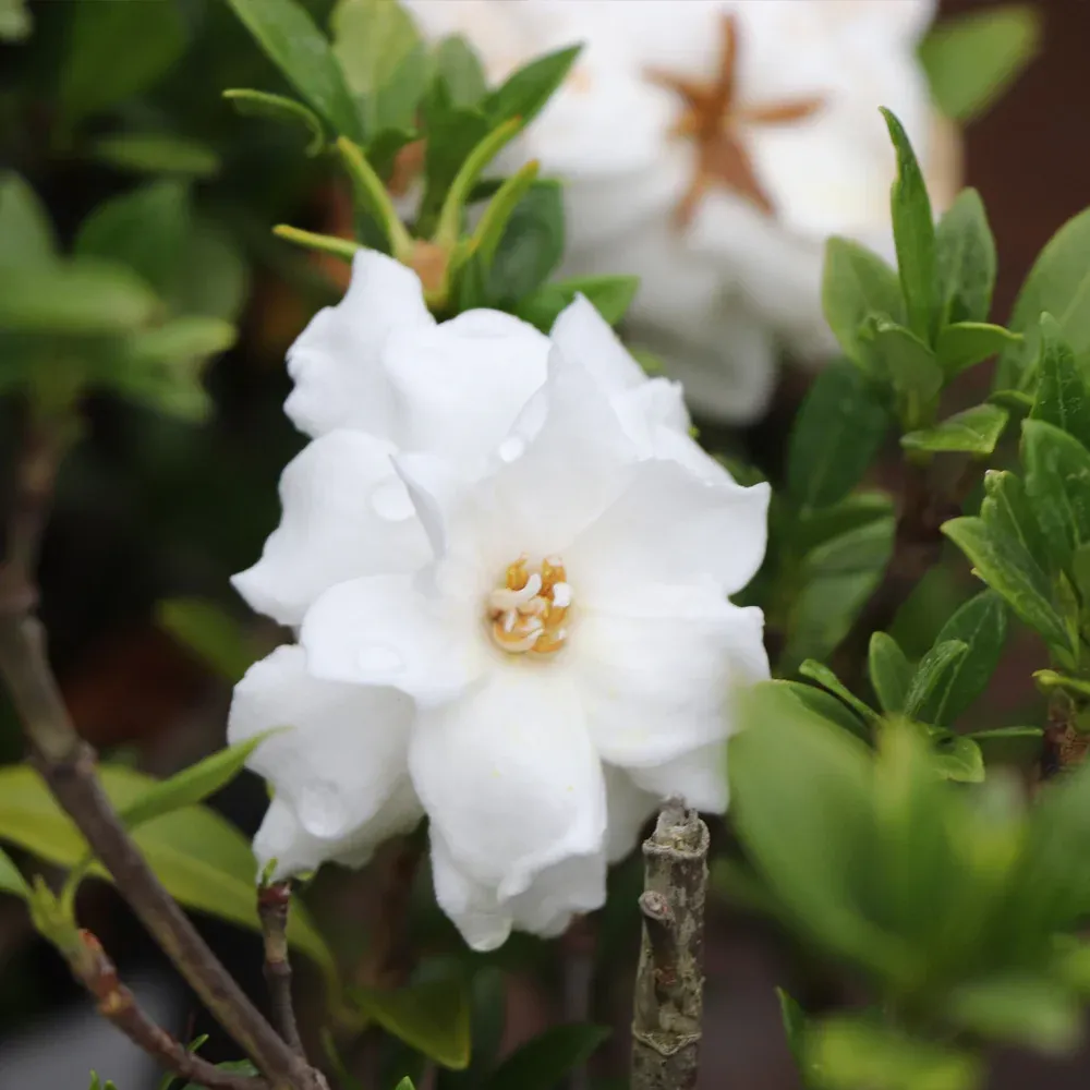 Dwarf Radicans Gardenia Compact Evergreen Flowering Shrub 1