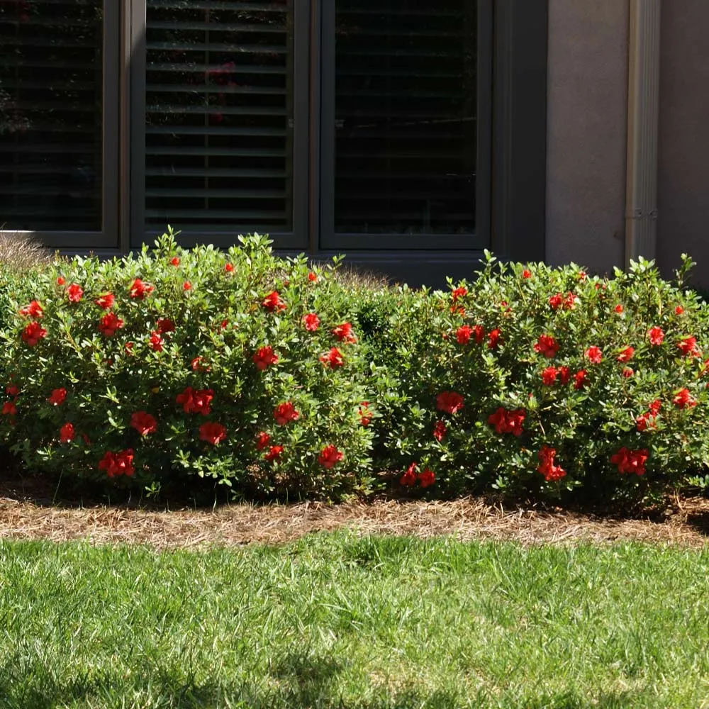Autumn Fire Encore Azalea Reblooming Evergreen Flowering Shrub 2