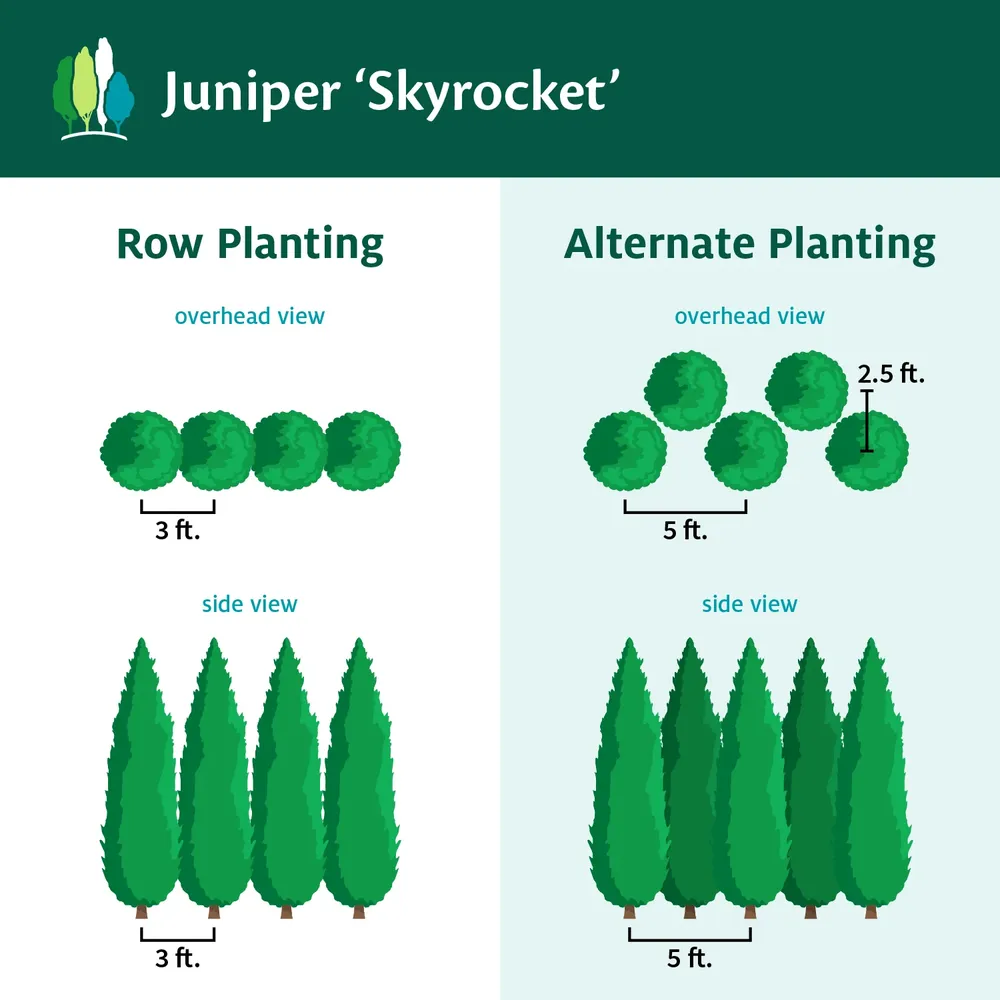 Skyrocket Juniper Columnar Evergreen Shrub 4