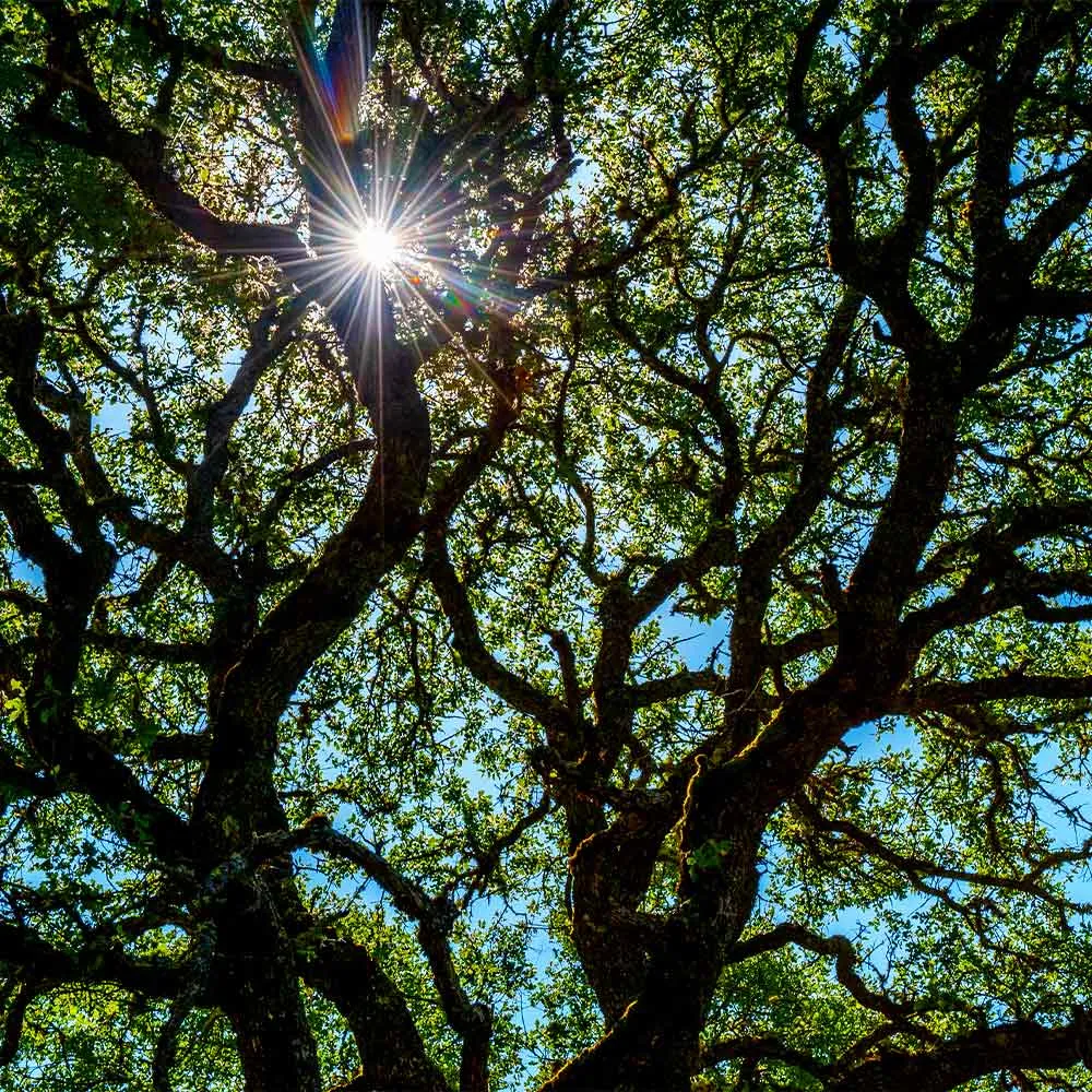 Realistic Live Oak Tree Artificial Decorative Plant for Home and Office 3