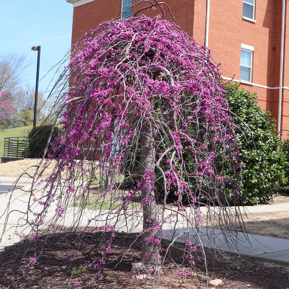 Cascading Hearts Redbud Tree (Cercis canadensis) 1