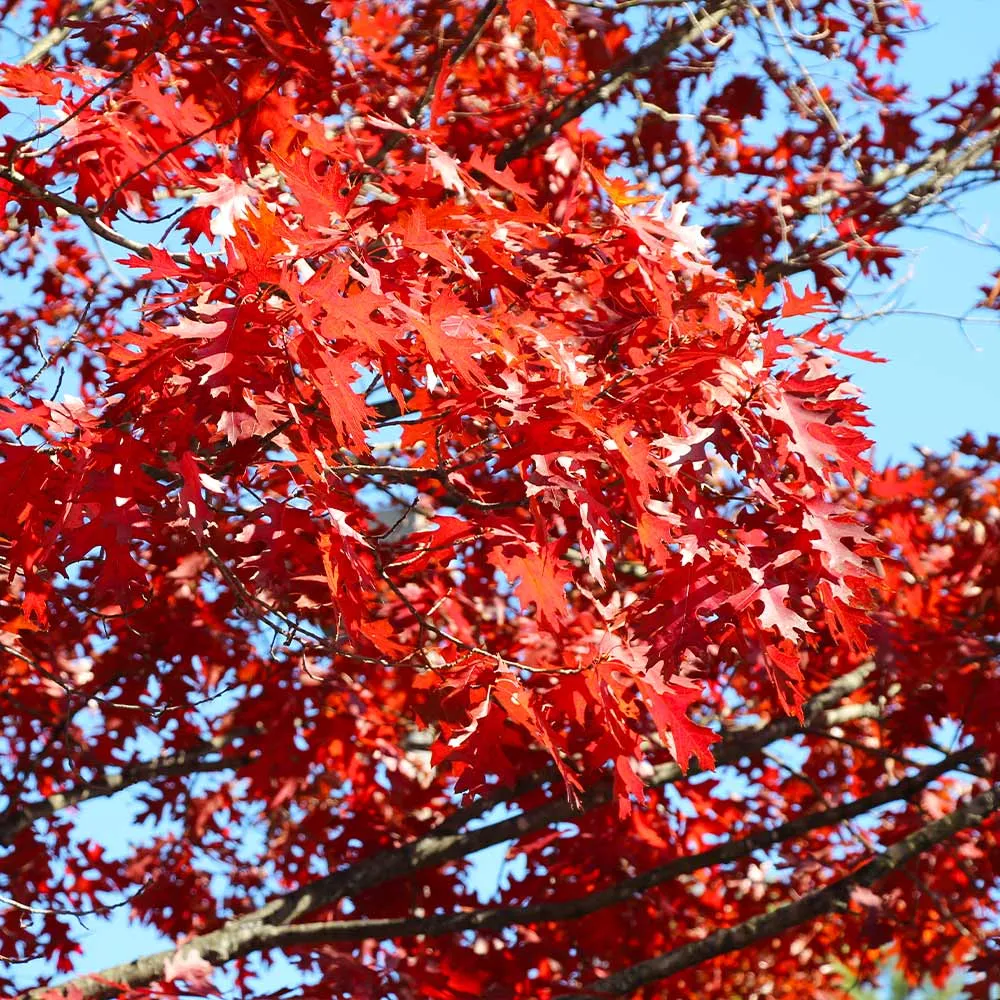 Shumard Oak Tree (Quercus shumardii) Native Deciduous Shade Tree 2