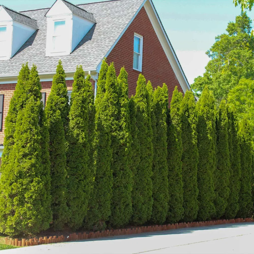 Emerald Green Arborvitae (Thuja Occidentalis) Evergreen Privacy Hedge