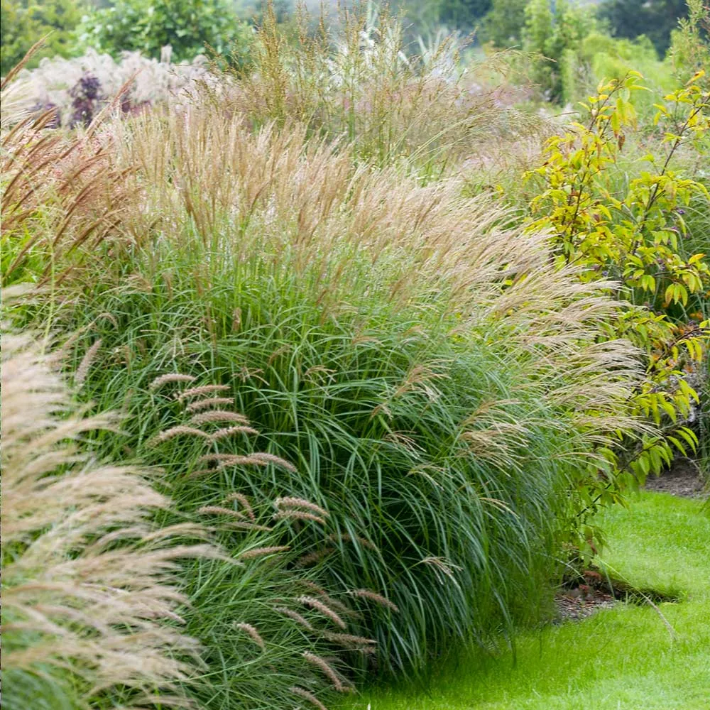 Adagio Maiden Grass - Miscanthus sinensis 'Adagio' Ornamental Perennial