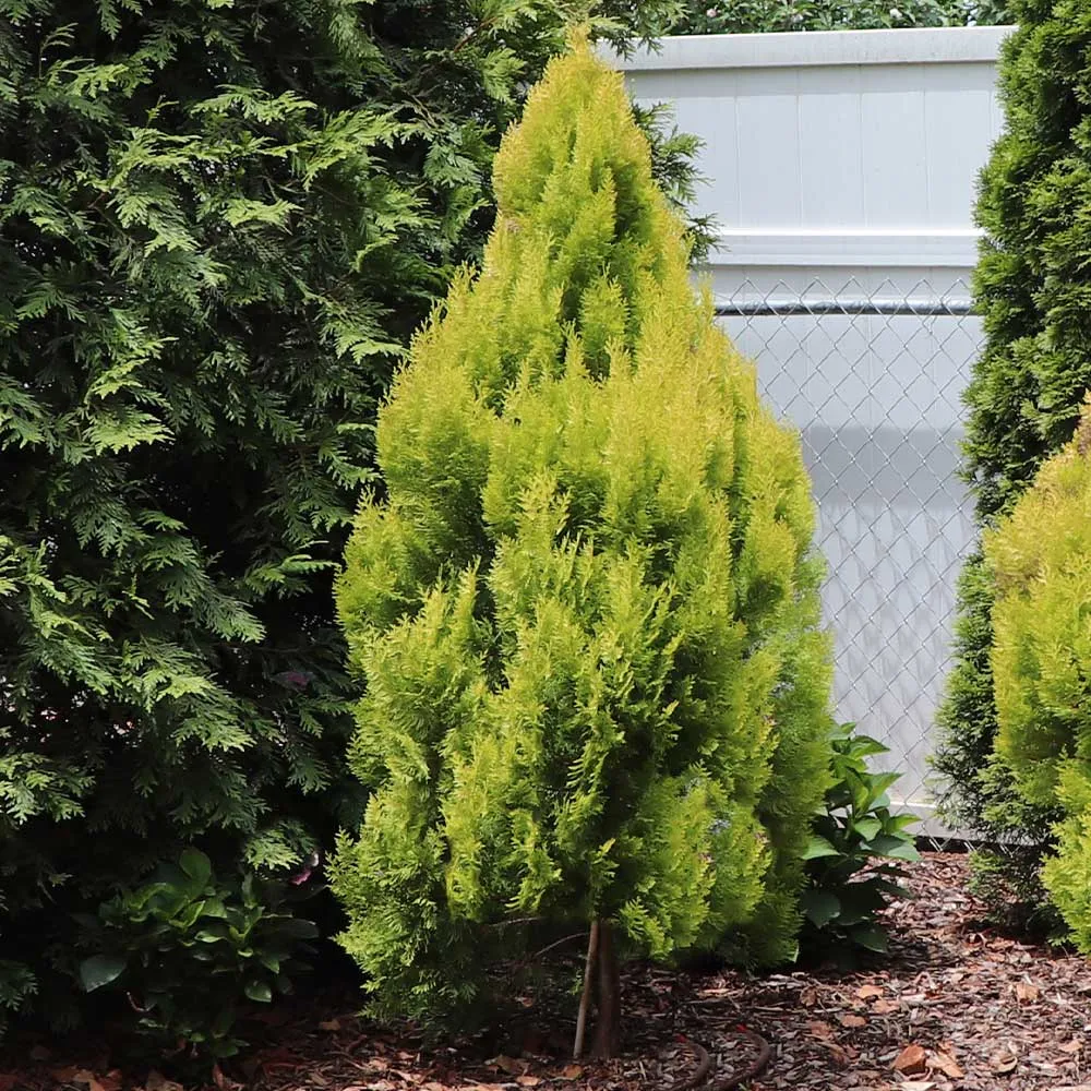 Southern Living® Forever Goldy™ Arborvitae Tree - Golden Evergreen Shrub 1