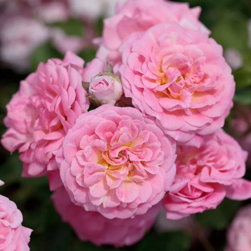 Sweet Drift® Rose - Compact Groundcover Shrub Rose