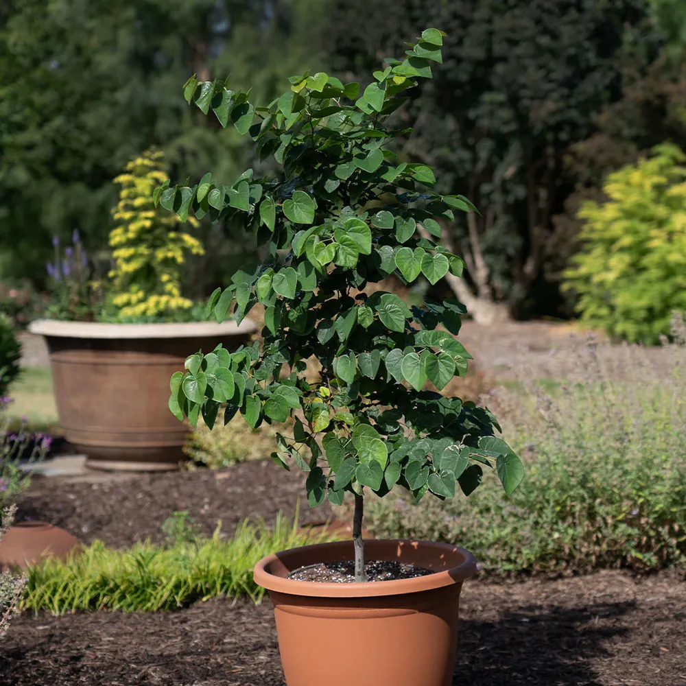 Garden Gems® Emerald Redbud Tree - Ornamental Deciduous Garden Plant 3