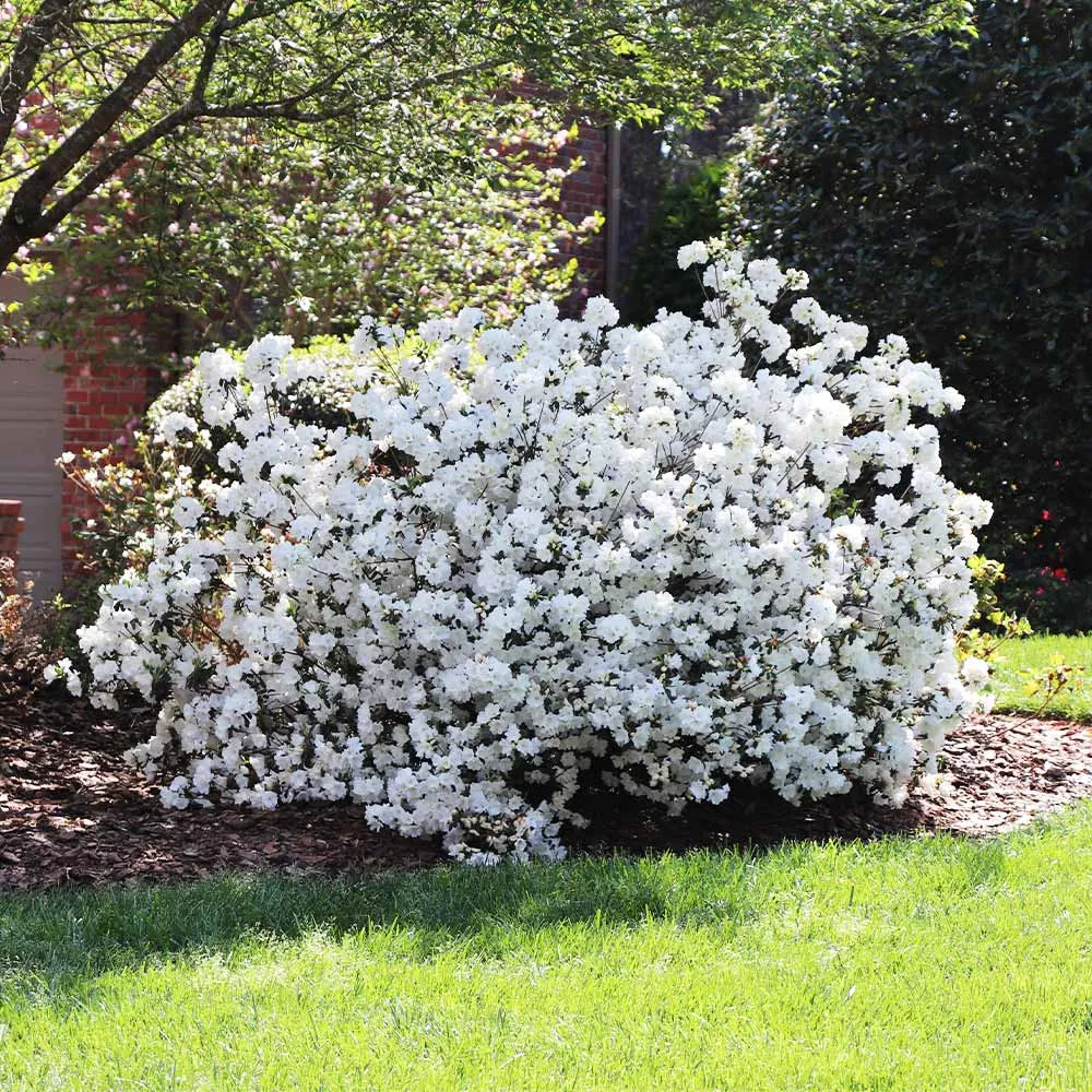 Delaware Valley White Azalea Evergreen Flowering Shrub 1