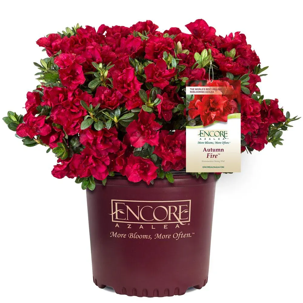 Autumn Fire Encore Azalea Reblooming Evergreen Flowering Shrub 3