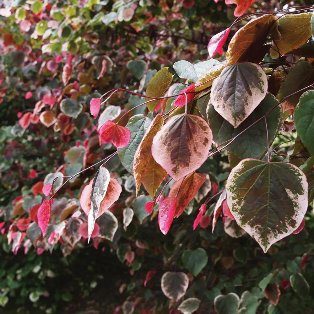 Carolina Sweetheart Redbud Tree - Cercis canadensis Ornamental Flowering Tree