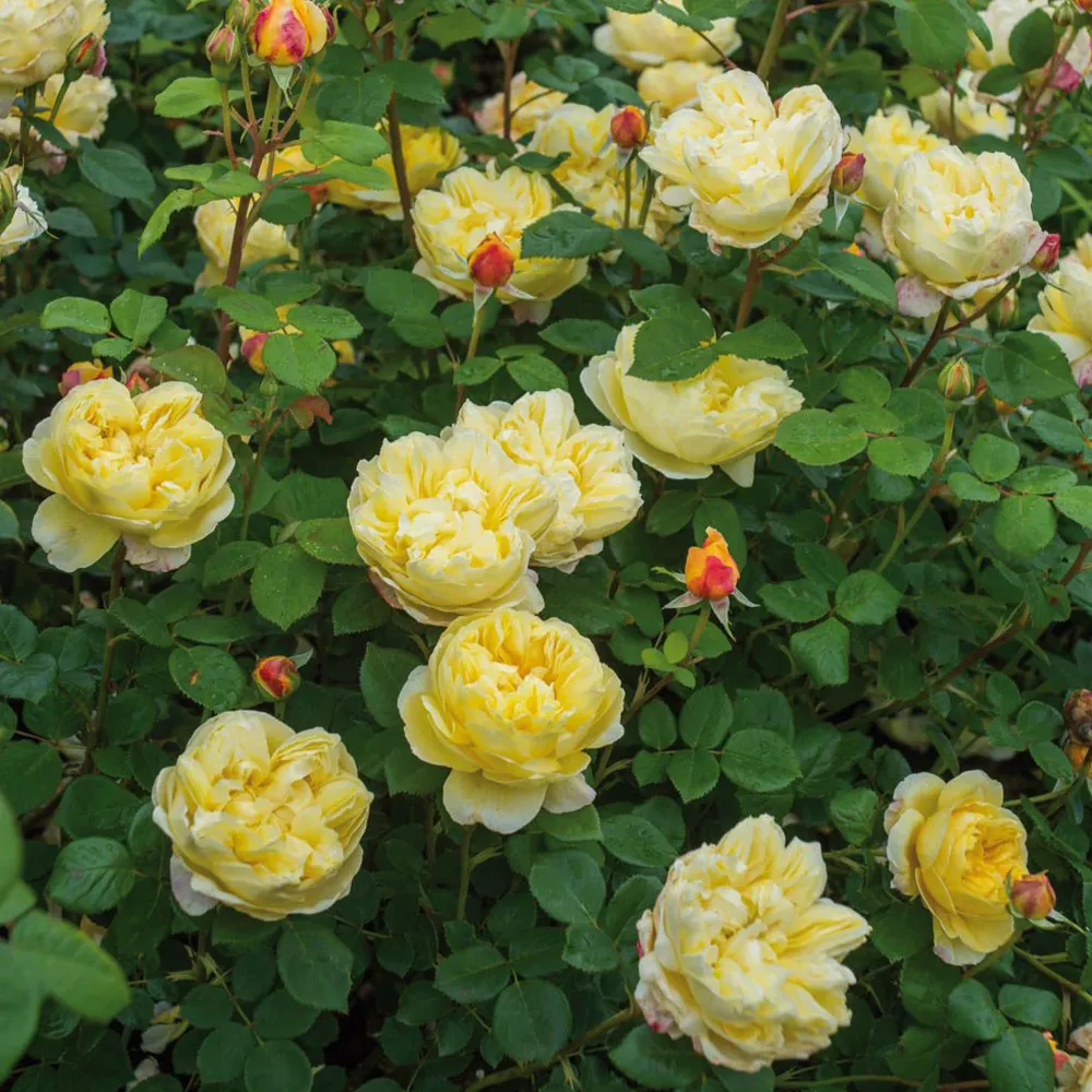Charles Darwin Rose Shrub - Large Yellow English Rose 1