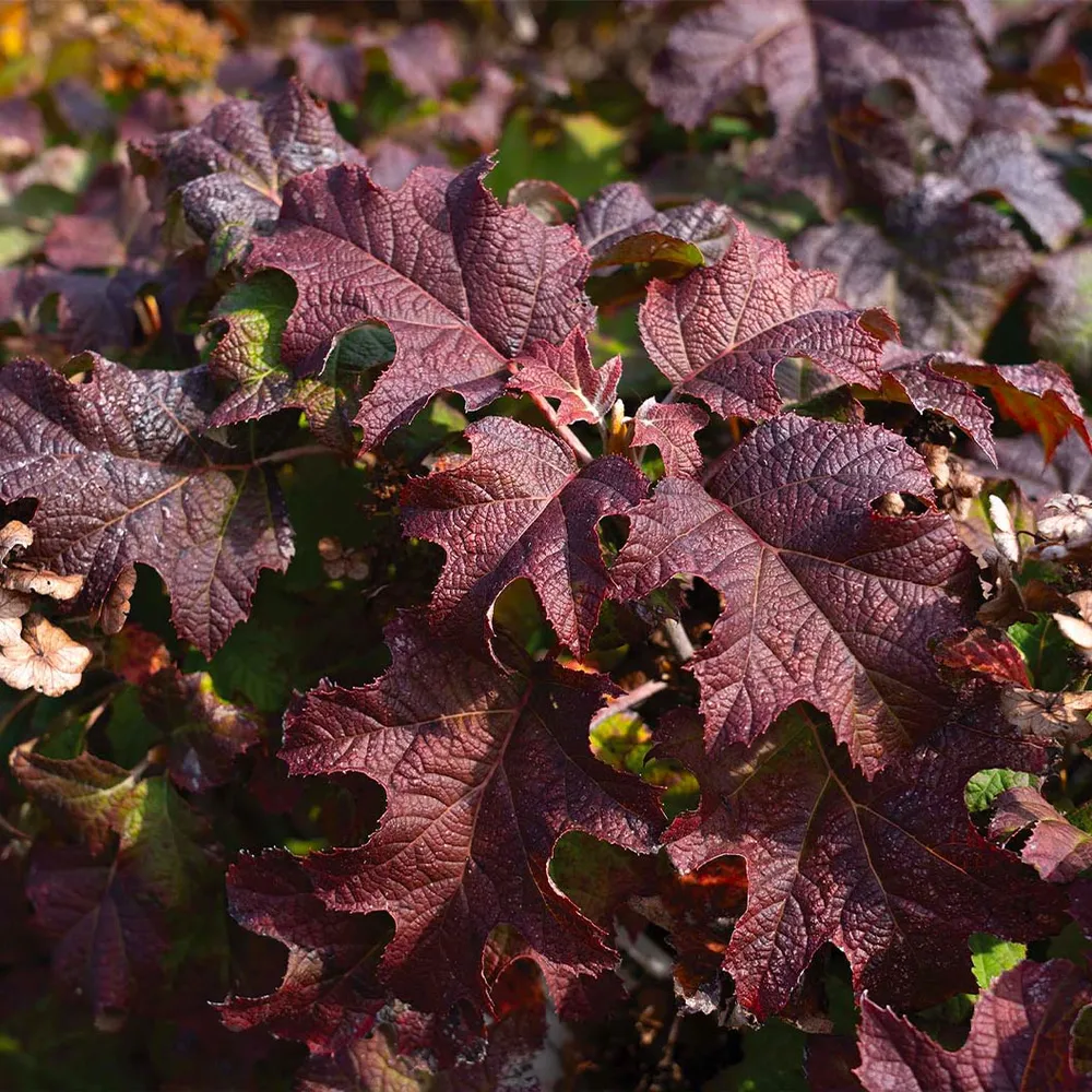 Lil' Annie Oakleaf Hydrangea Compact Deciduous Flowering Shrub 1