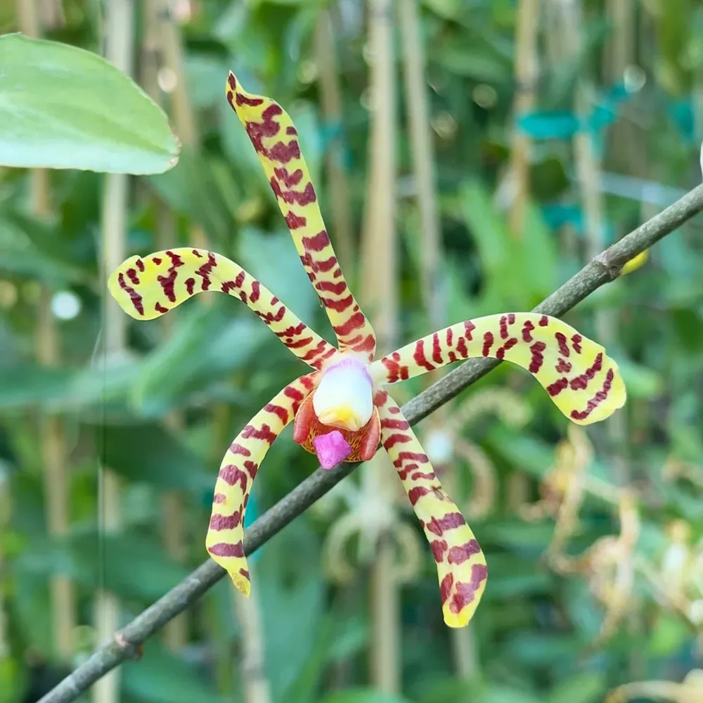 Spider Orchid Bush - Realistic Artificial Botanical Plant for Home Decor 2