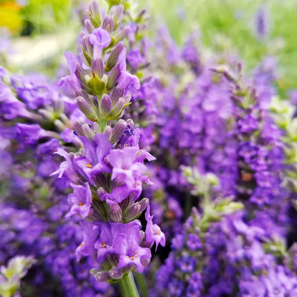 Aromatic Lavender Plant for Indoor and Outdoor Gardening 1