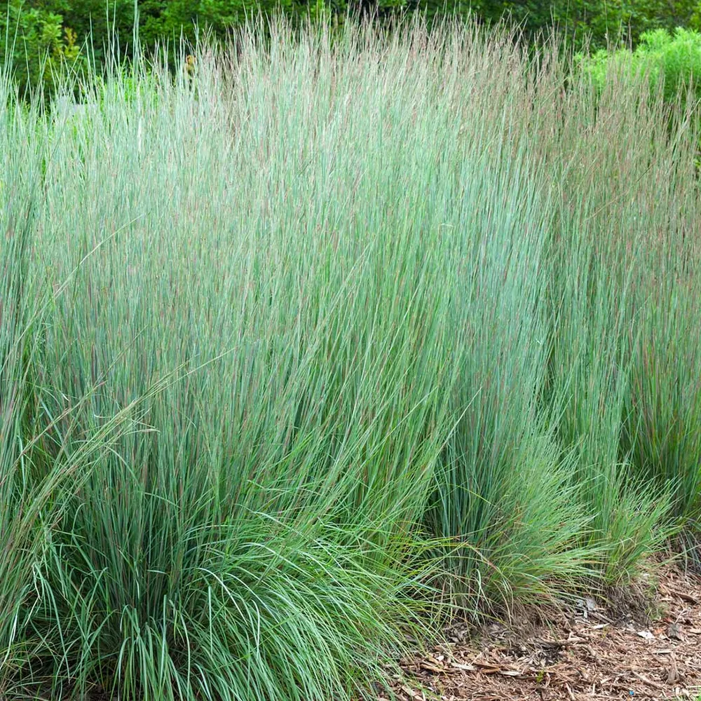 Prairie Blues Little Bluestem Grass (Schizachyrium scoparium) - Ornamental Native Perennial 2