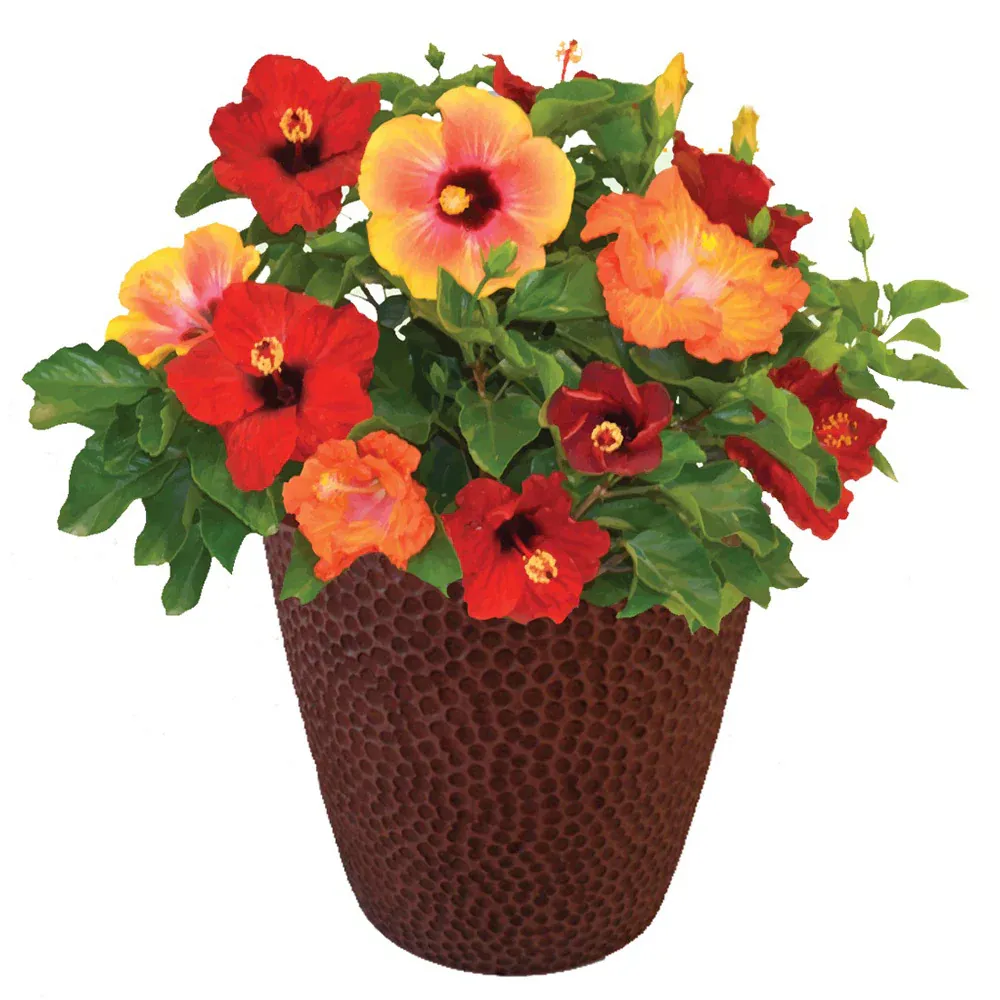 Bloom Bash® Hollywood® Hibiscus Tropical Flowering Shrub 1
