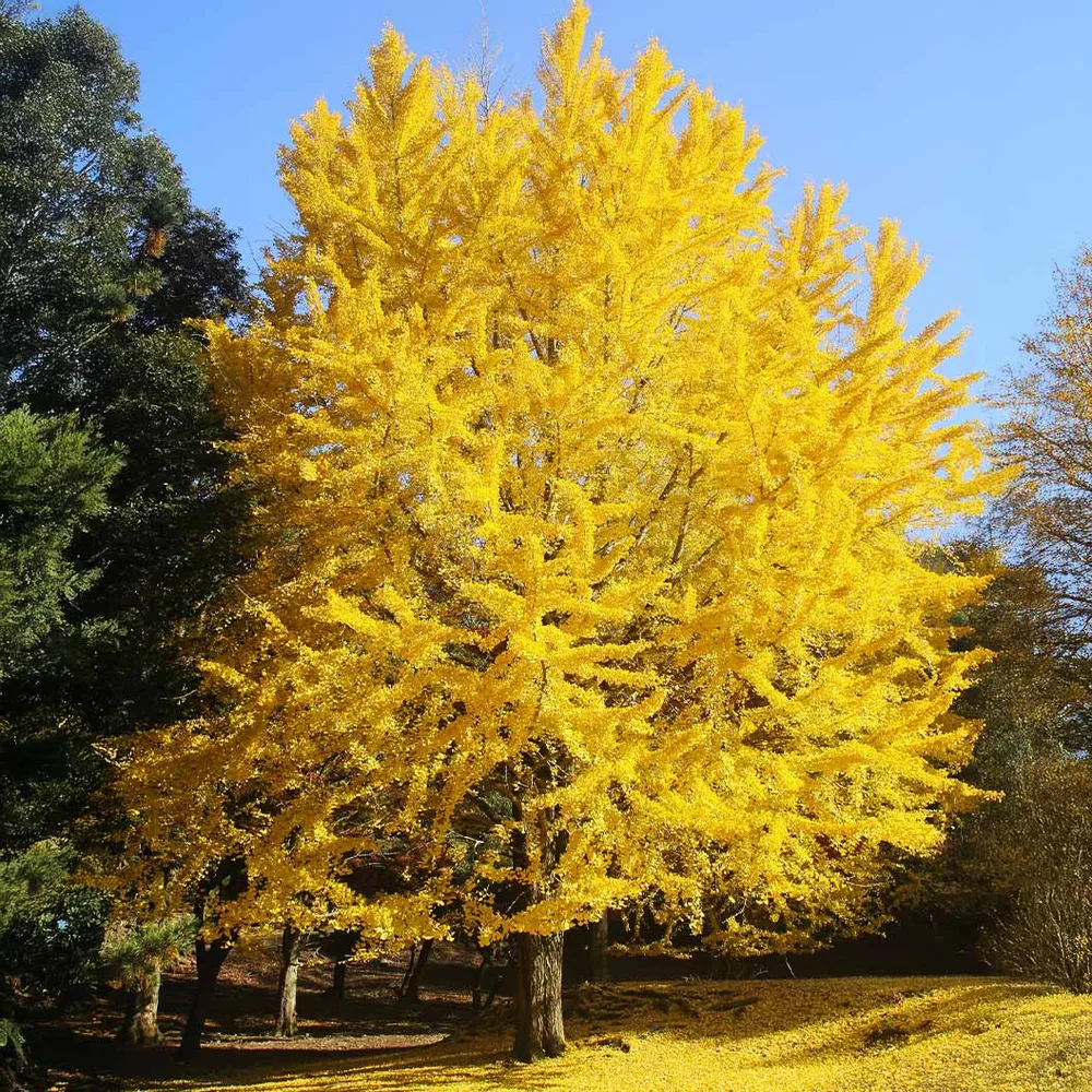 Artificial Ginkgo Tree Decorative Faux Plant for Indoor Spaces