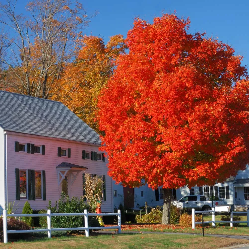 Autumn Blaze Red Maple Tree (Acer x freemanii)