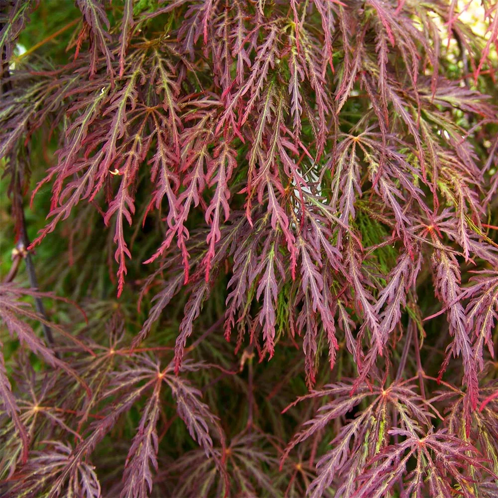 Red Select Japanese Maple Tree - Ornamental Deciduous Garden Plant 2