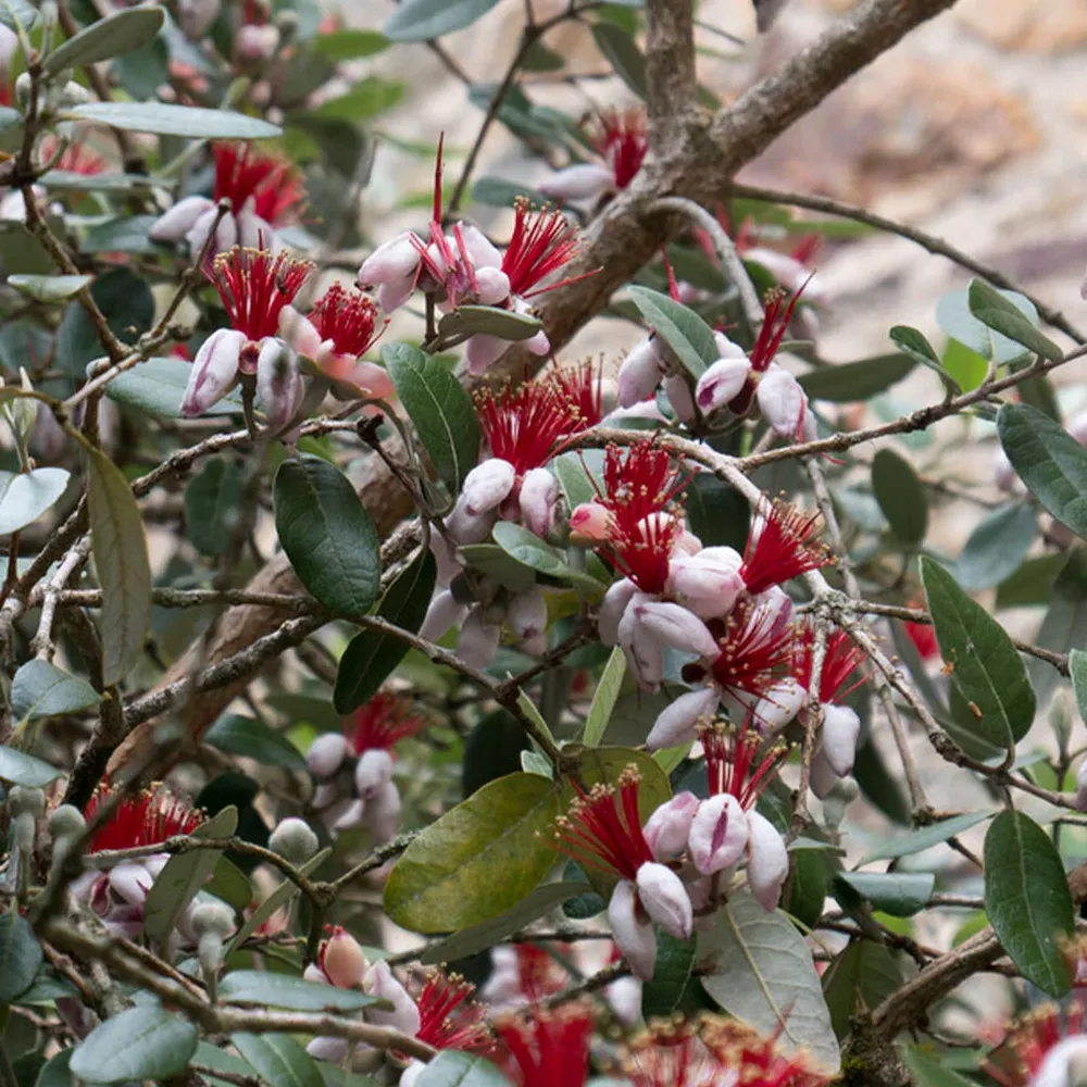 Pineapple Guava Tree (Feijoa sellowiana) Fruit-Bearing Evergreen Shrub 1