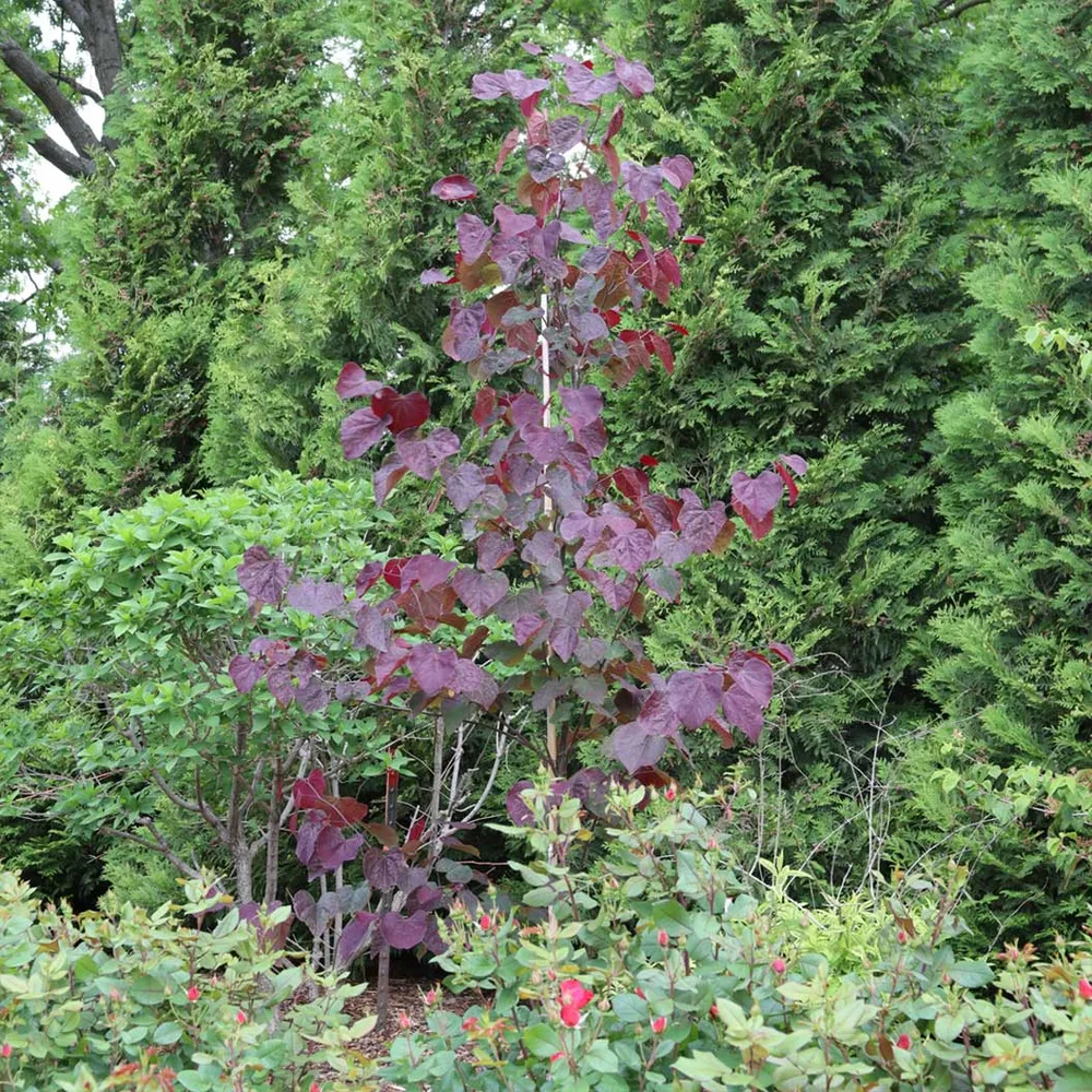 Midnight Express Redbud Tree (Cercis canadensis) 2