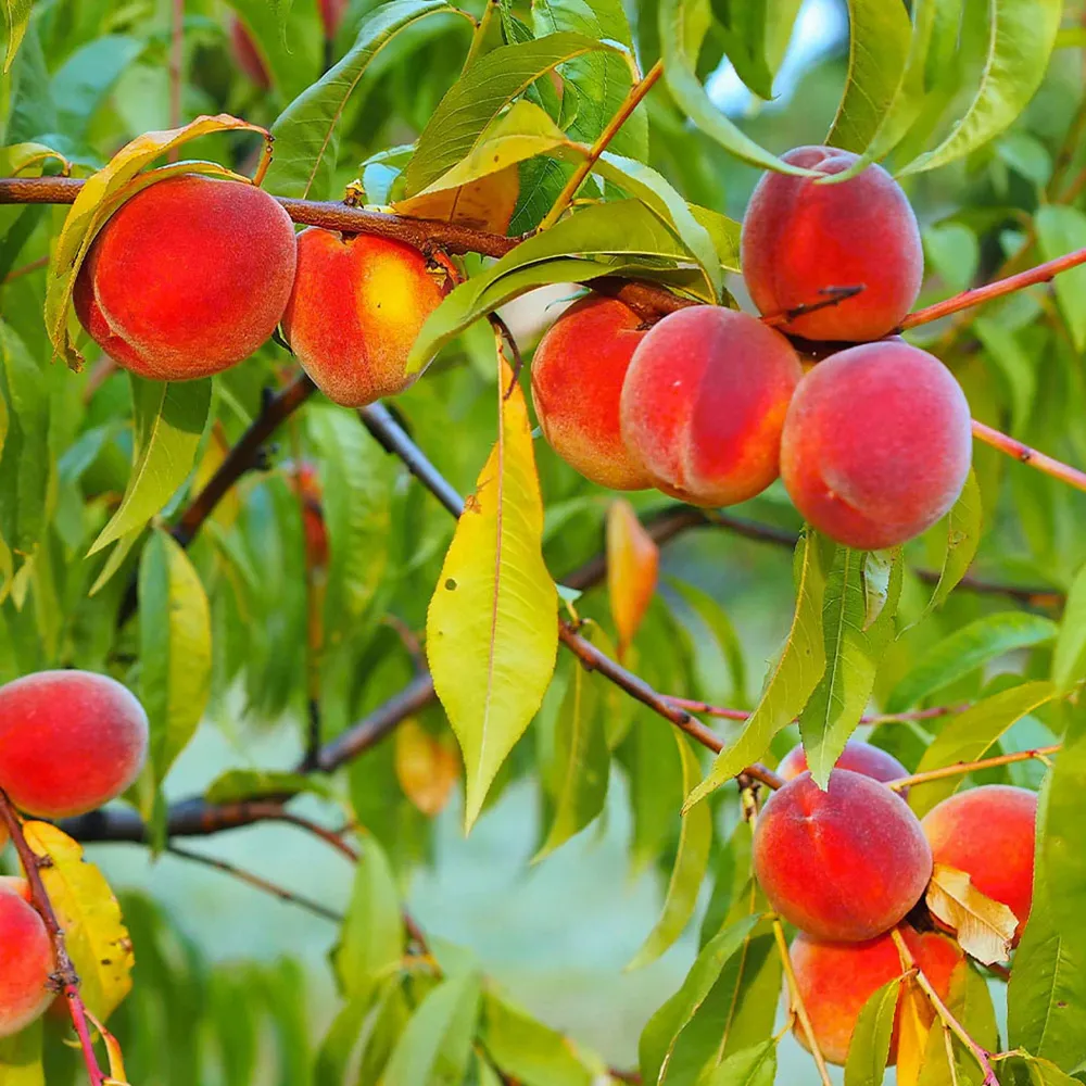 Red Haven Peach Tree - Self-Pollinating Freestone Fruit Tree 1