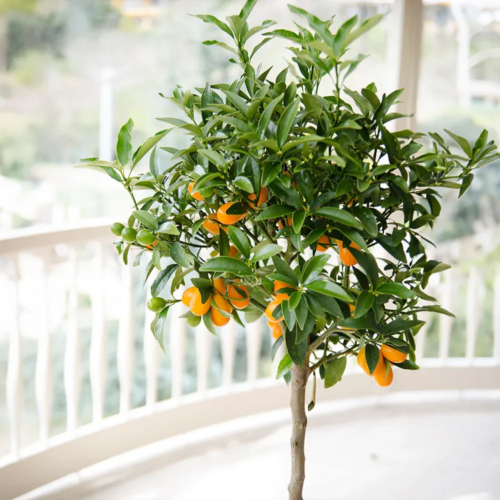 Meiwa Sweet Kumquat Tree - Live Citrus Plant for Edible Fruit Production