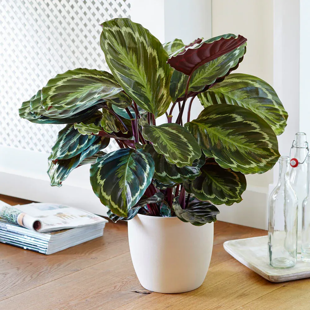 Calathea Medallion Indoor Tropical Prayer Plant with Patterned Foliage