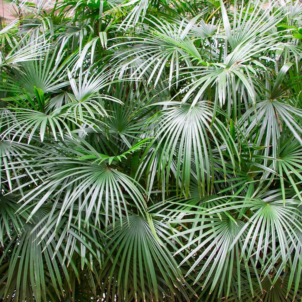 Needle Palm Tree (Rhapidophyllum hystrix) Cold-Hardy Ornamental Palm