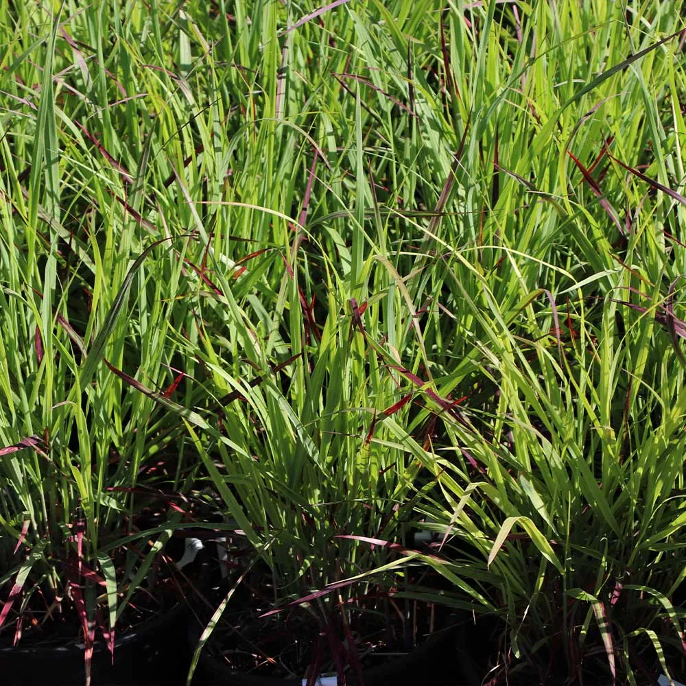 Shenandoah Switch Grass (Panicum virgatum) Ornamental Perennial 2