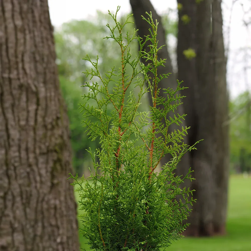 Sugar and Spice™ Thuja Evergreen Landscape Shrub 1