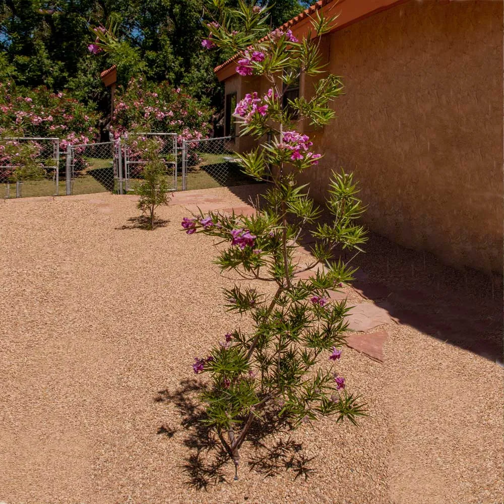Sweet Bubba Seedless Desert Willow Ornamental Flowering Tree Seeds 1