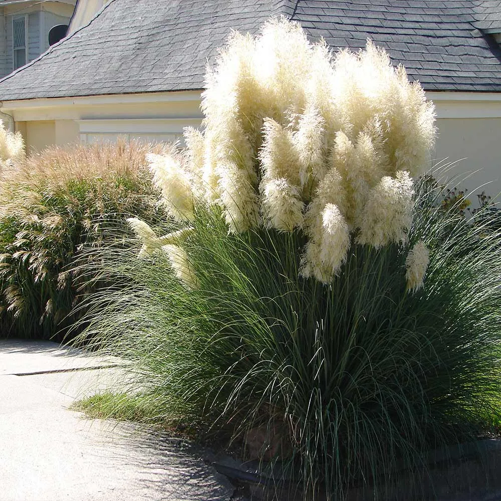 Natural Dried Pampas Grass Stems for Boho Home Decor and Floral Arrangements 1